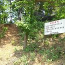 용인산삼