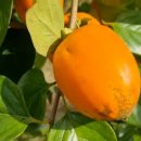 대봉목장 이미지