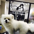 예뻐질개 이미지