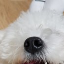 밤율