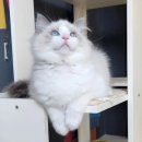 고양이날다 이미지