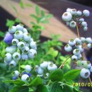 와우농장 이미지