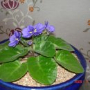 아프리칸바이올렛(아프리카제비꽃 [African violet]) 이미지