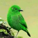 스몰커피 이미지