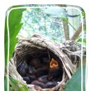 새둥지 이미지