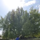 원주굽이길 원7코스 반계리은행나무길 이미지