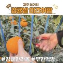 윤스팜 제3농장 | 제주 놀거리 농장체험 1월 2월 3월 한라봉따기 감귤밭미즈허팜 내돈내산