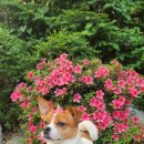 누가꽃이개 이미지