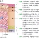 피부 지킴이 < 비판텐 > 이미지