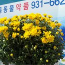 대동약품 이미지