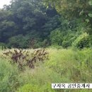 구자옥공인중개사사무소 Daum카페
