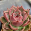 코델리아 이미지