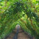 세곡농장 이미지