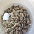 원평 민박 이미지