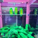 해변오락실 이미지