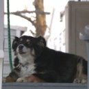 루루 반려견 이미지