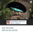 이 새 이름 아시는 분? 동영상도 있어요ㅎ 어깨걸이 극락조~ 이미지