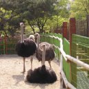 인천대공원 어린이 동물원에서 이미지