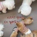 멍댕이 애견유치원 이미지