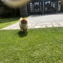 힐링위드독 이미지