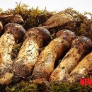 송이마트 이미지