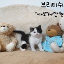 [고양이분양] 💛💛5만원부터 시작 분양가 낮고 이쁜 2개월령 아가들 모아봤습니다💛💛 이미지