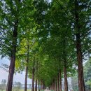 메타세쿼이아길 공중화장실 이미지