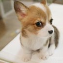 이쁜강아지 이미지