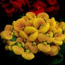 3월27일 탄생화 칼세올라리아 (Calceolaria) 이미지