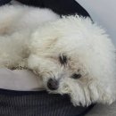 속초 헤이마이그린 포크닉테이블 후기, 비오는 날도 가능한 바베큐