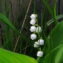 (2)천연살충제-은방울꽃(Lily of the Valley), 강력한 심장독(毒) 이미지