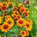 하늘바라기