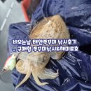 해미르 | 비오는날 태안쭈꾸미 낚시후기 _구매항쭈꾸미낚시&amp;해미르호