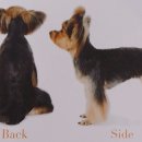 강아지 정거장 이미지