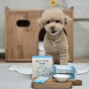 강산동물병원 | 강아지 유산균 추천 반려견 설사 걱정될때 필수 영양제 울애기쌩쌩