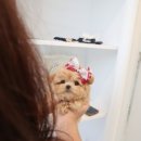 수아켄넬 네이버블로그