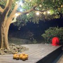 하귤낭하우스 | 랑커플 제주 신혼일기1 - 하귤낭하우스