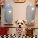 뽀삐애견샵 이미지