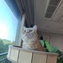 캣그린 이미지