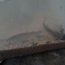 명일중학교 이미지