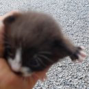 낙동가축병원 이미지