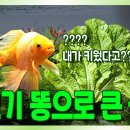 아쿠아포닉스 농법 이미지