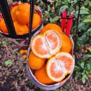 남원읍-94 | [제주/서귀포] 겨울 귤따기 체험 가능한 감귤밭뷰 제주감성카페 창고96