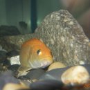 황쏘가리 이미지