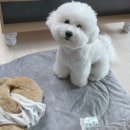 봄강아지 네이버블로그