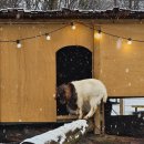 애니멀랜드 이미지