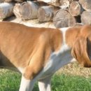 오렌지 애견 클럽 이미지