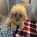 브라운동물병원 | 김서둘의 첫 건강검진 :: 베리굿 동물병원