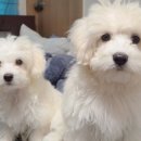 온누리 종합 동물병원 이미지