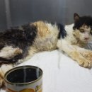 박형우동물병원 이미지